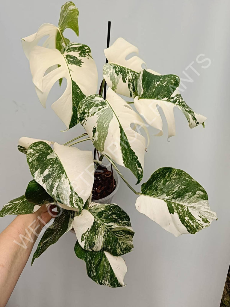 Monstera variegata albo