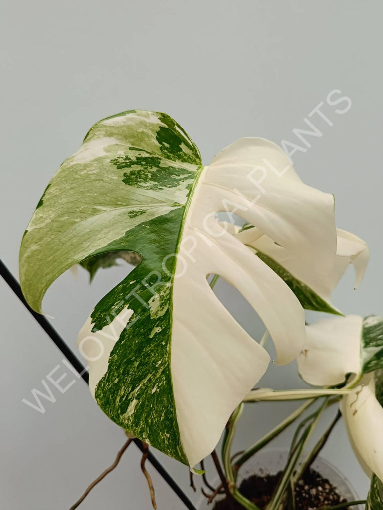 Monstera variegata albo