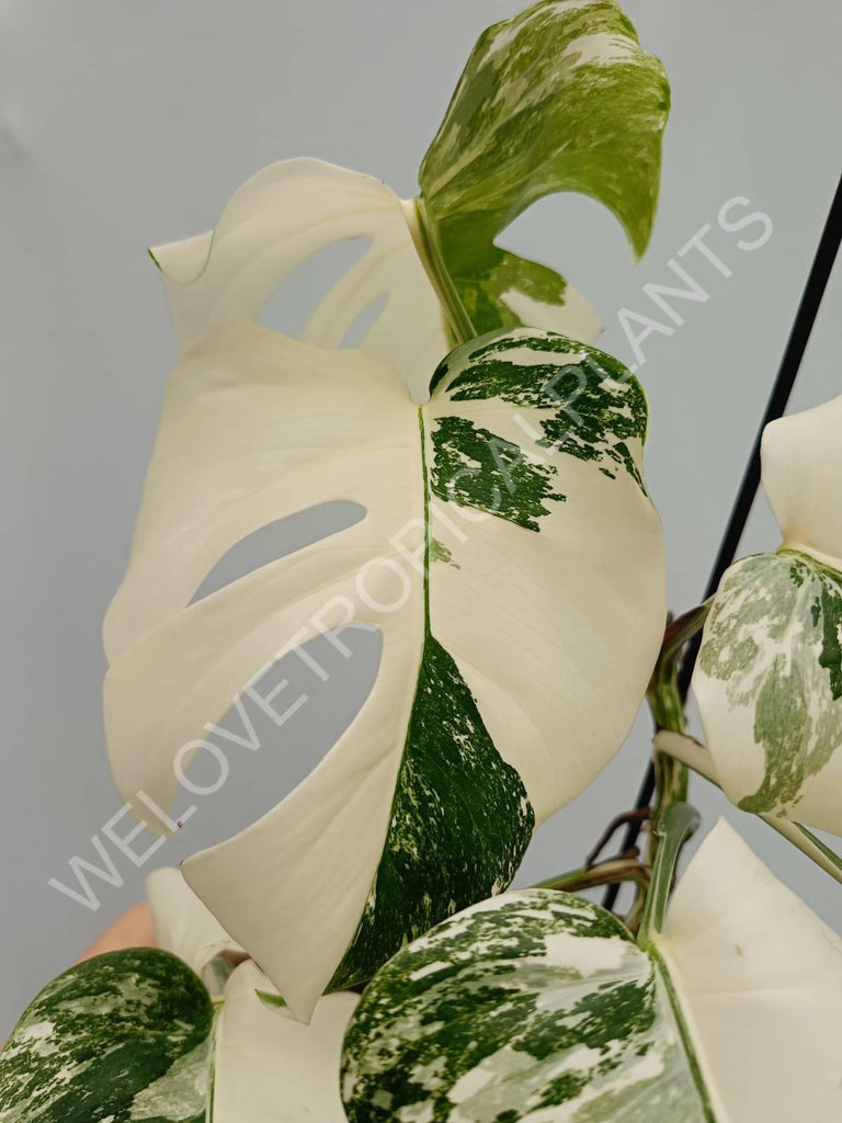 Monstera variegata albo