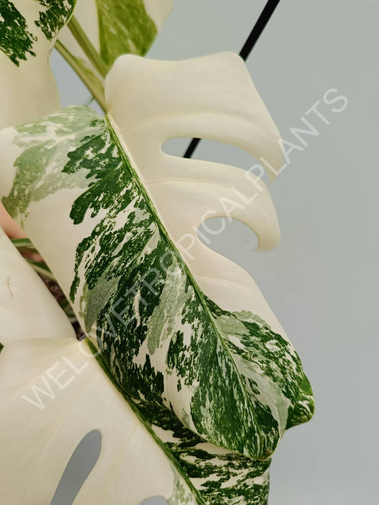 Monstera variegata albo