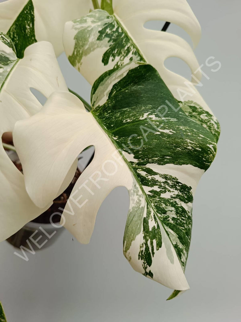 Monstera variegata albo