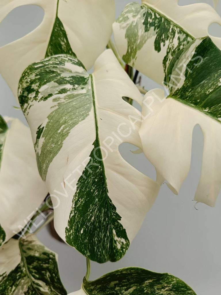 Monstera variegata albo