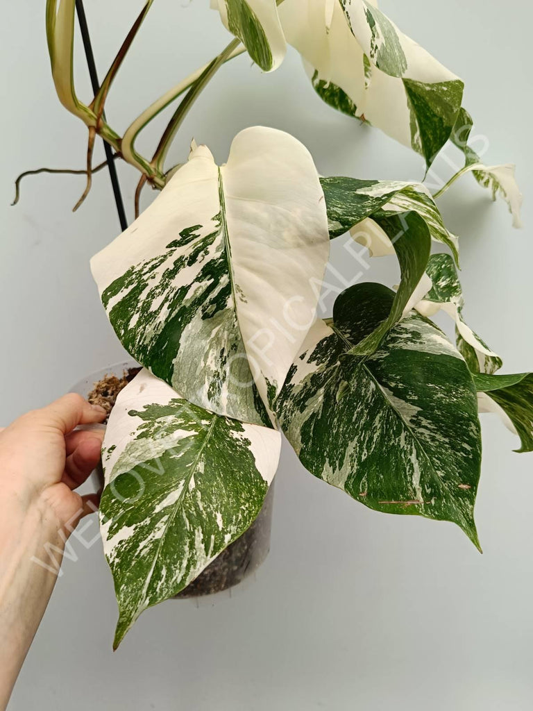 Monstera variegata albo