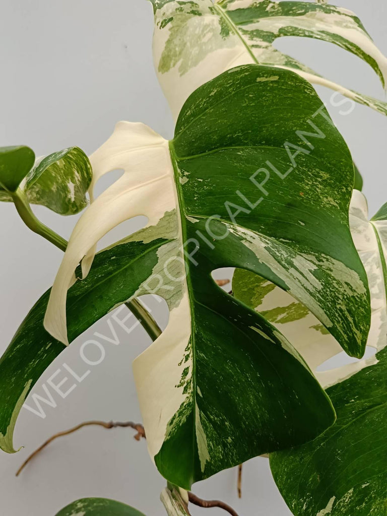 Monstera variegata albo