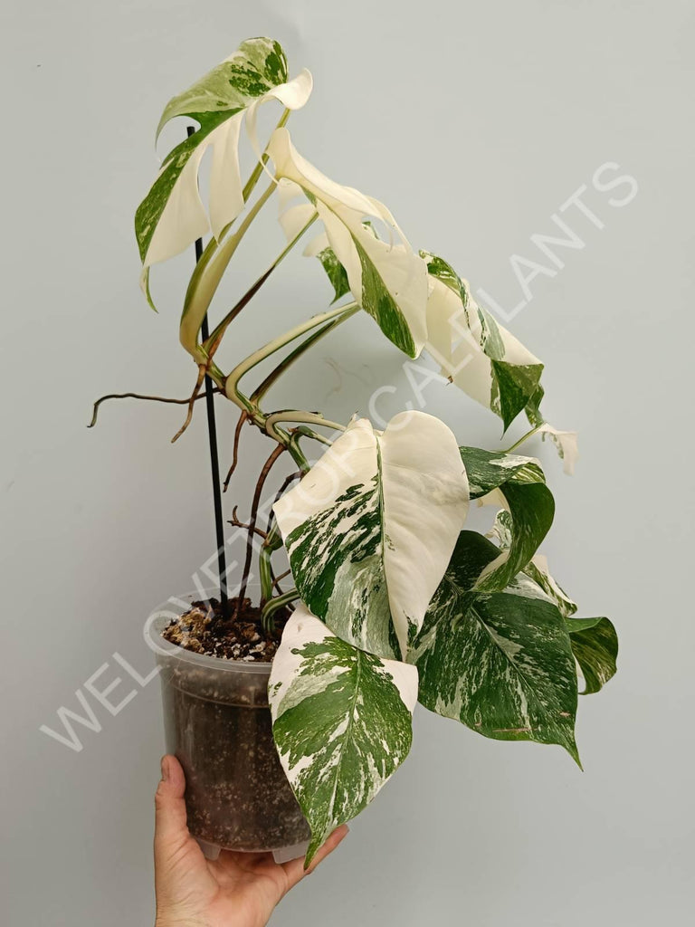 Monstera variegata albo