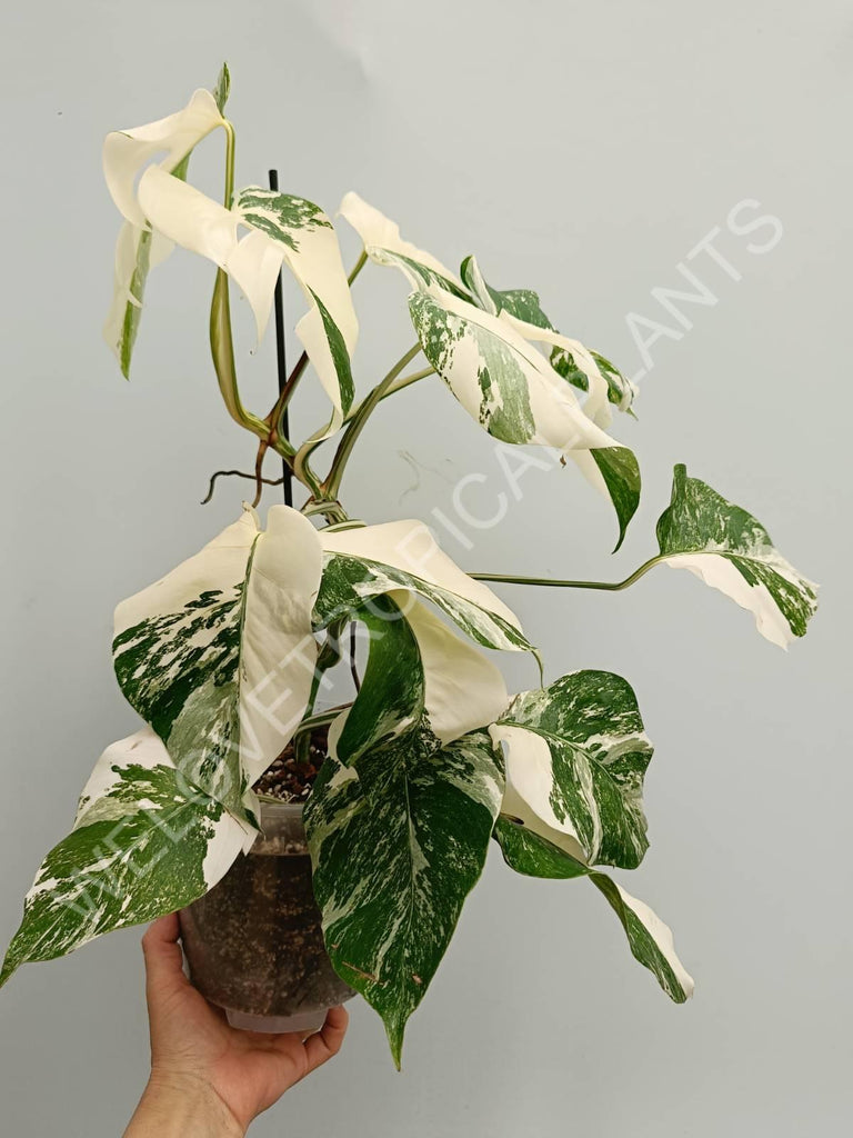 Monstera variegata albo