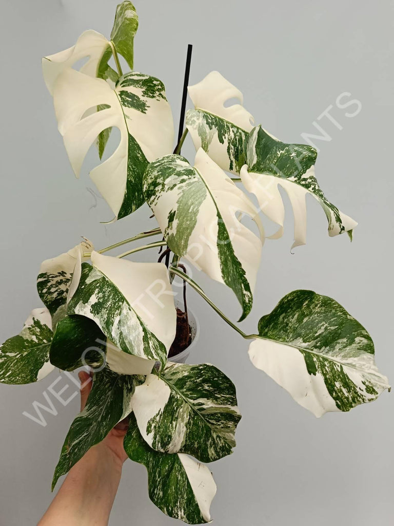 Monstera variegata albo