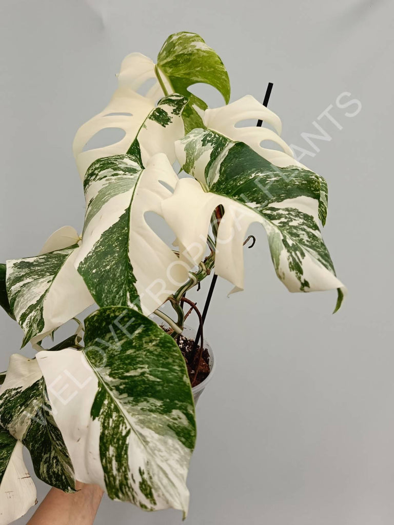 Monstera variegata albo