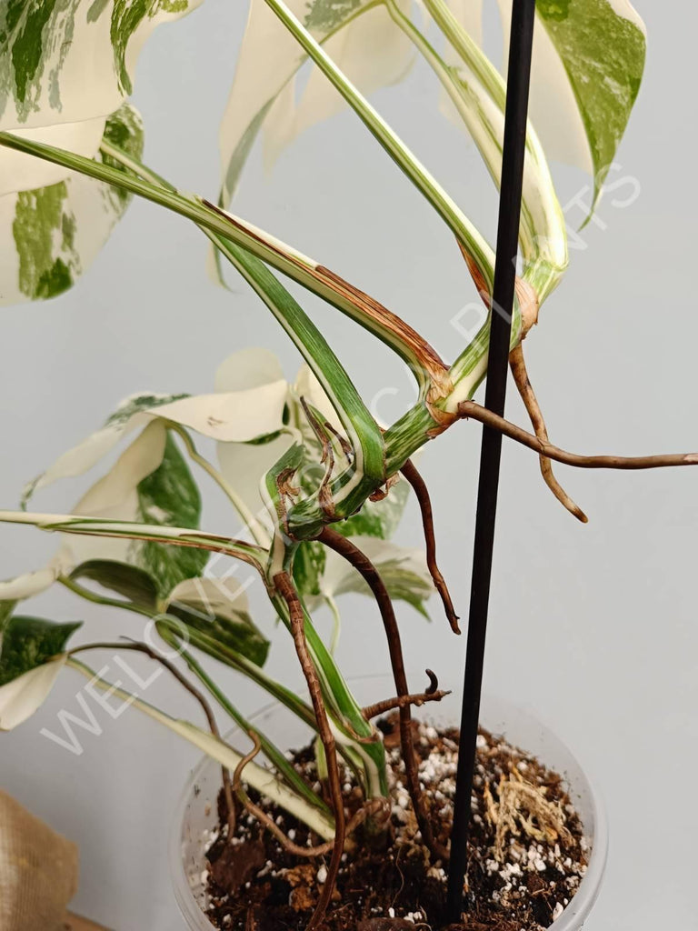 Monstera variegata albo