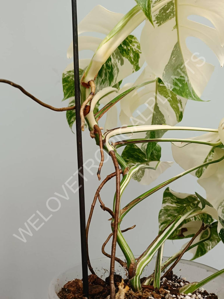 Monstera variegata albo