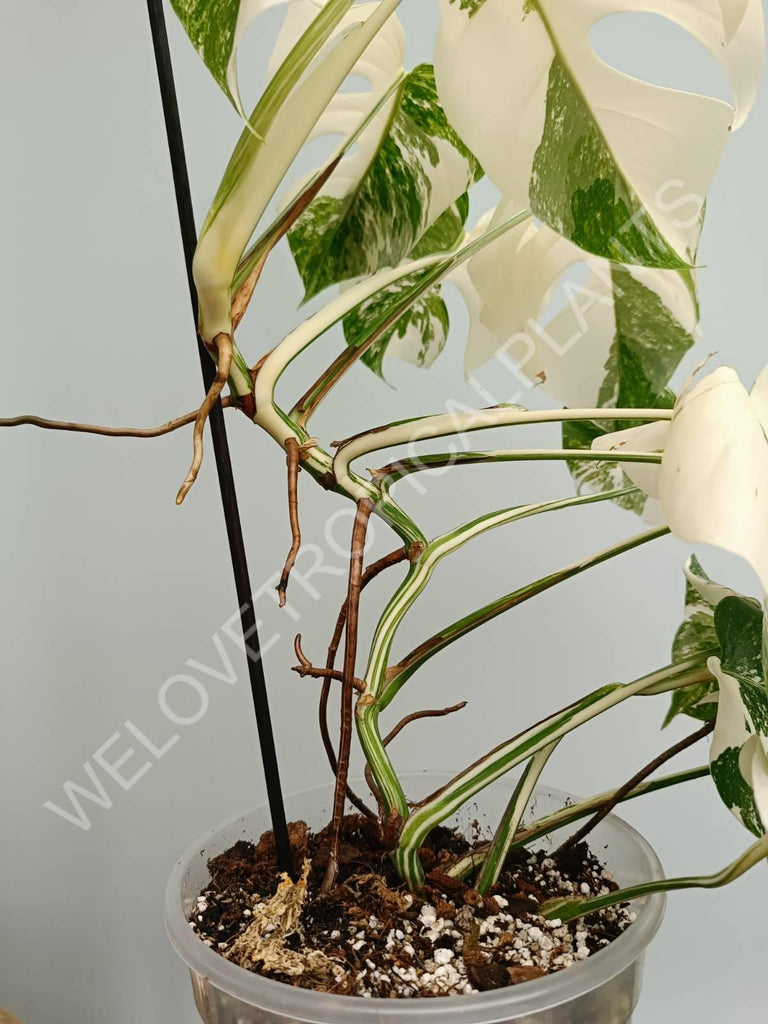 Monstera variegata albo