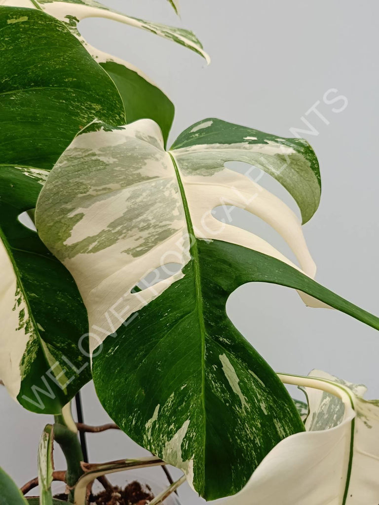 Monstera variegata albo