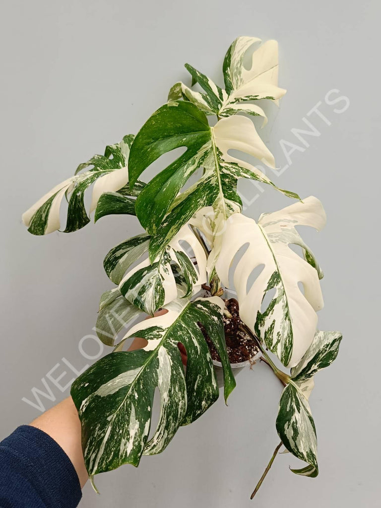 Monstera variegata albo