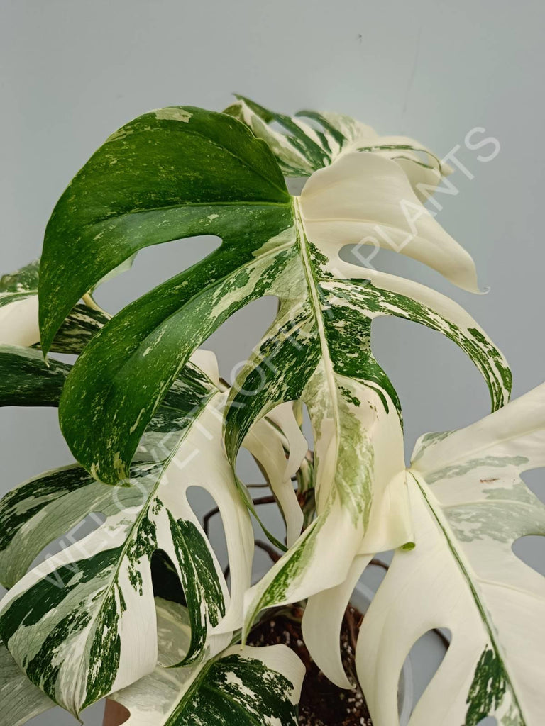 Monstera variegata albo