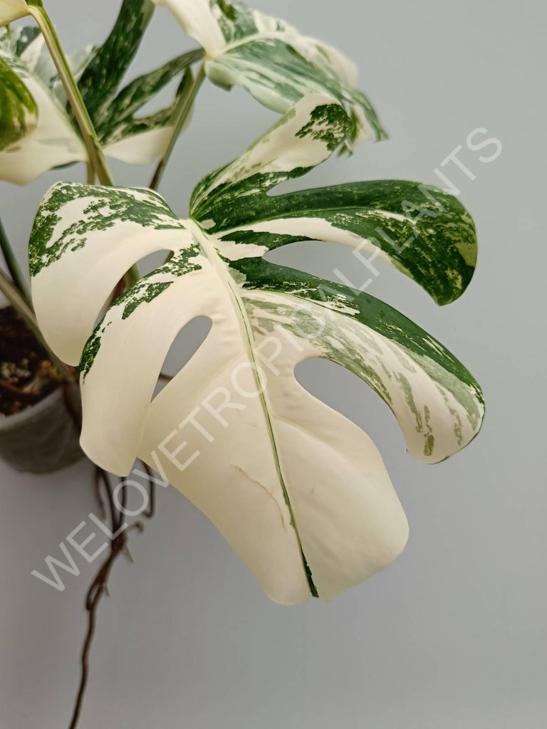 Monstera variegata albo