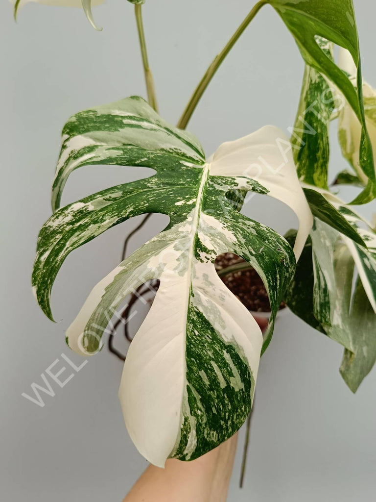 Monstera variegata albo