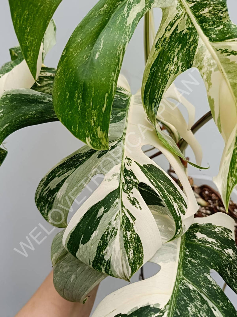 Monstera variegata albo