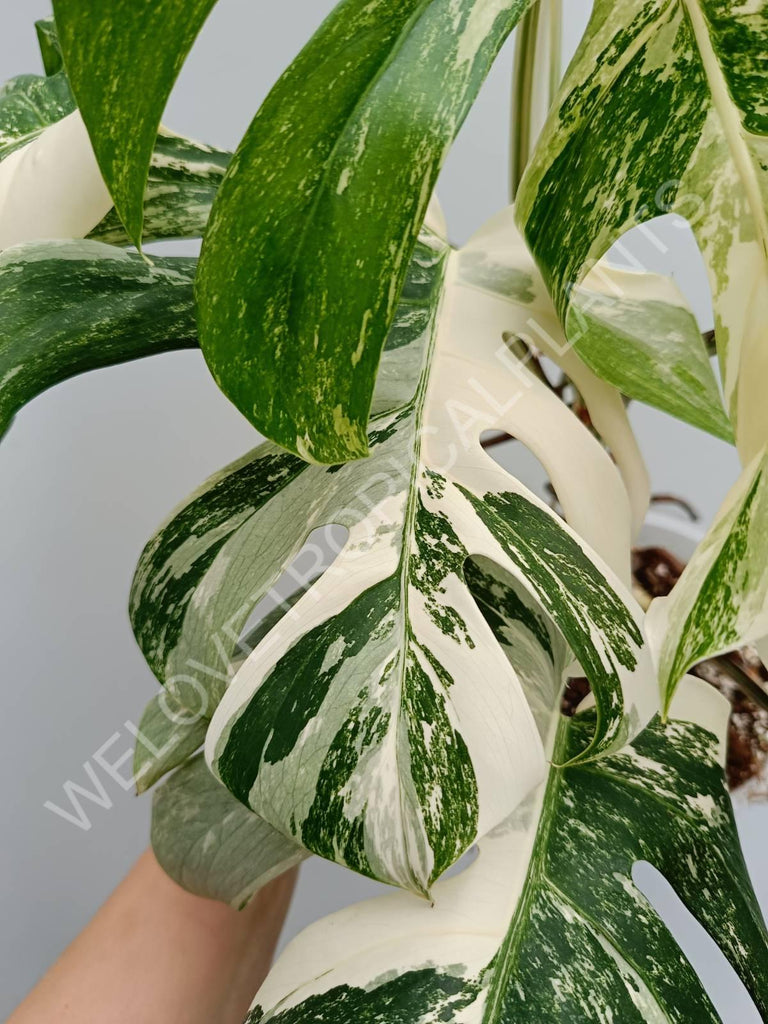 Monstera variegata albo