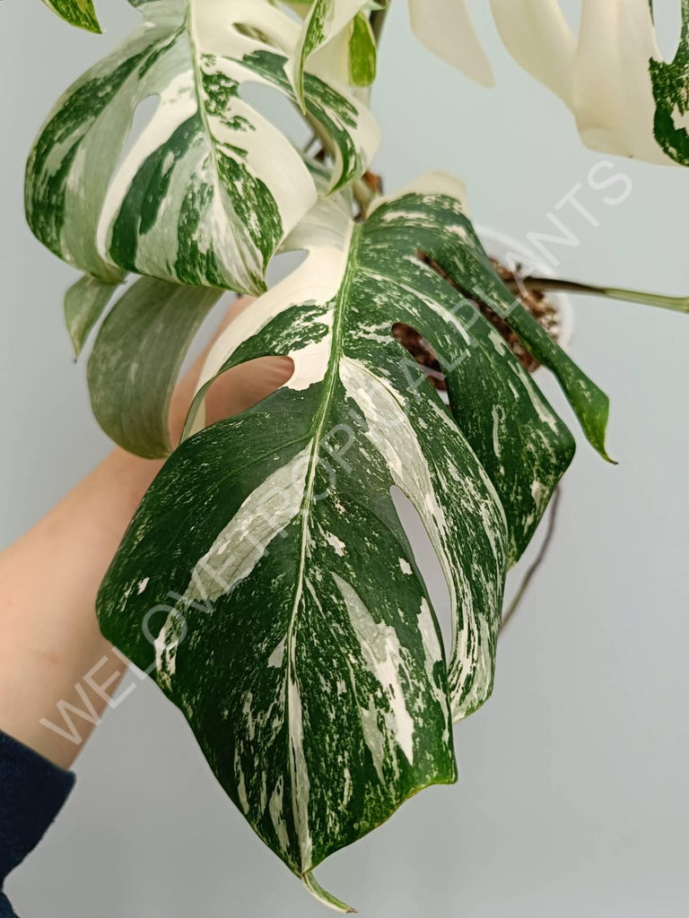 Monstera variegata albo