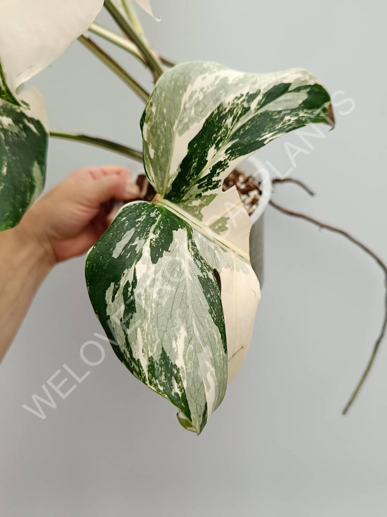 Monstera variegata albo