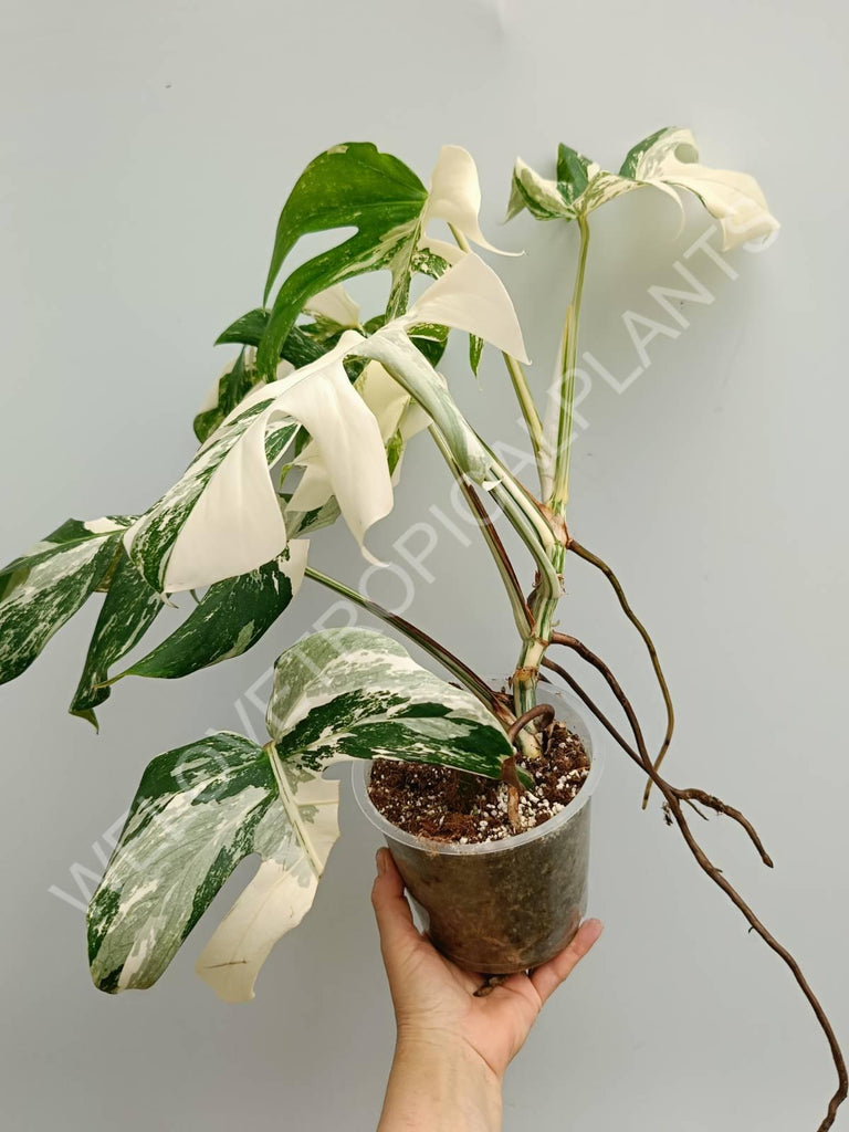 Monstera variegata albo