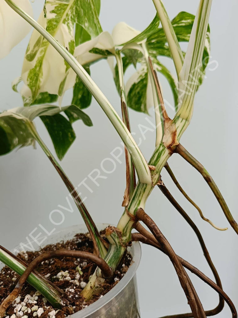 Monstera variegata albo