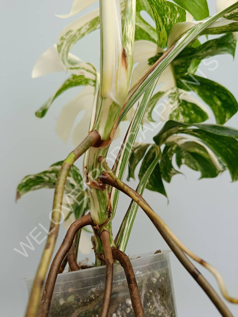 Monstera variegata albo