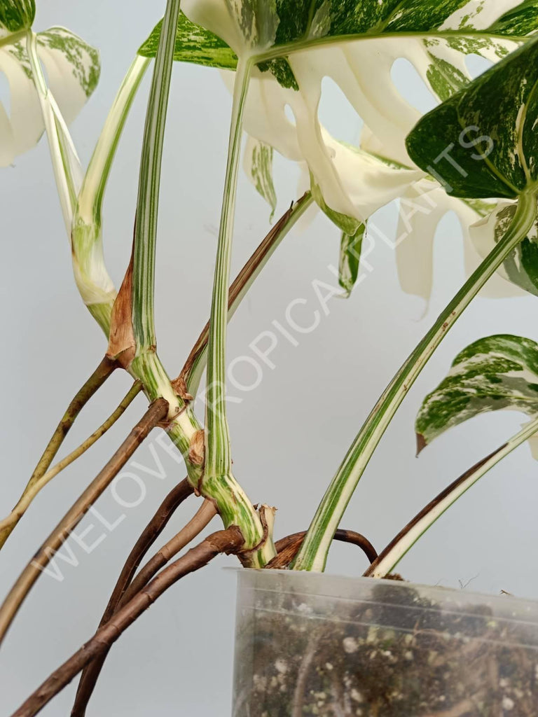 Monstera variegata albo