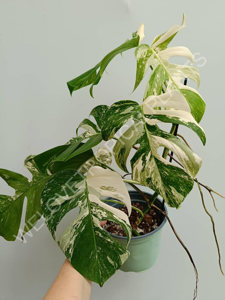 Monstera variegata albo