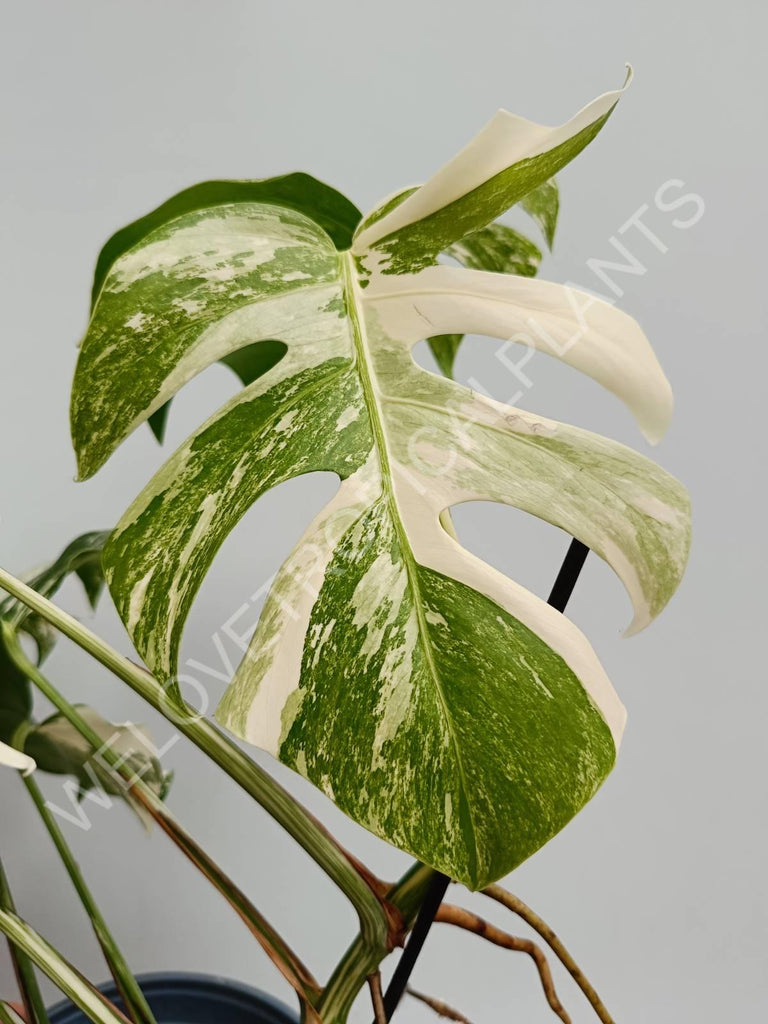 Monstera variegata albo