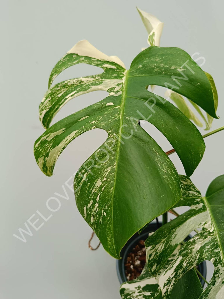 Monstera variegata albo