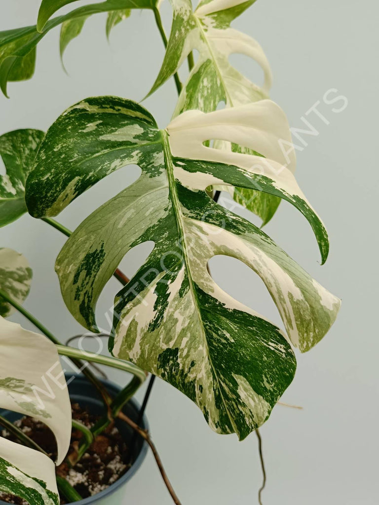 Monstera variegata albo