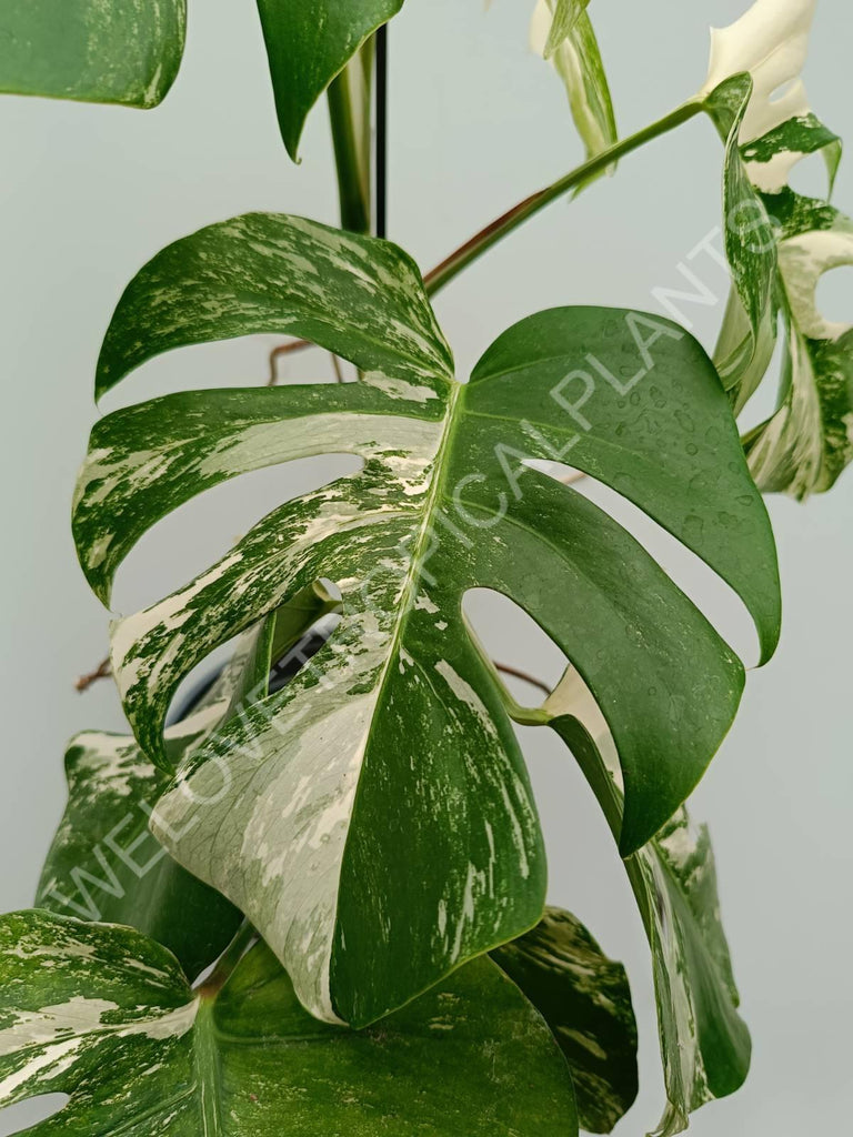 Monstera variegata albo