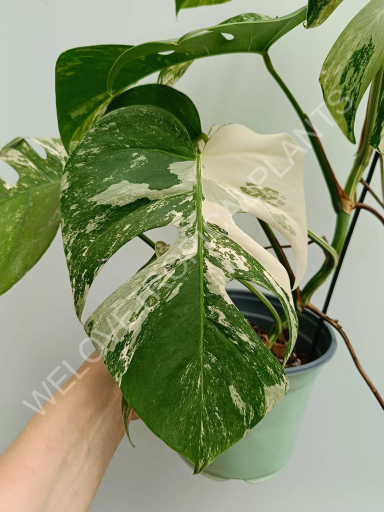 Monstera variegata albo