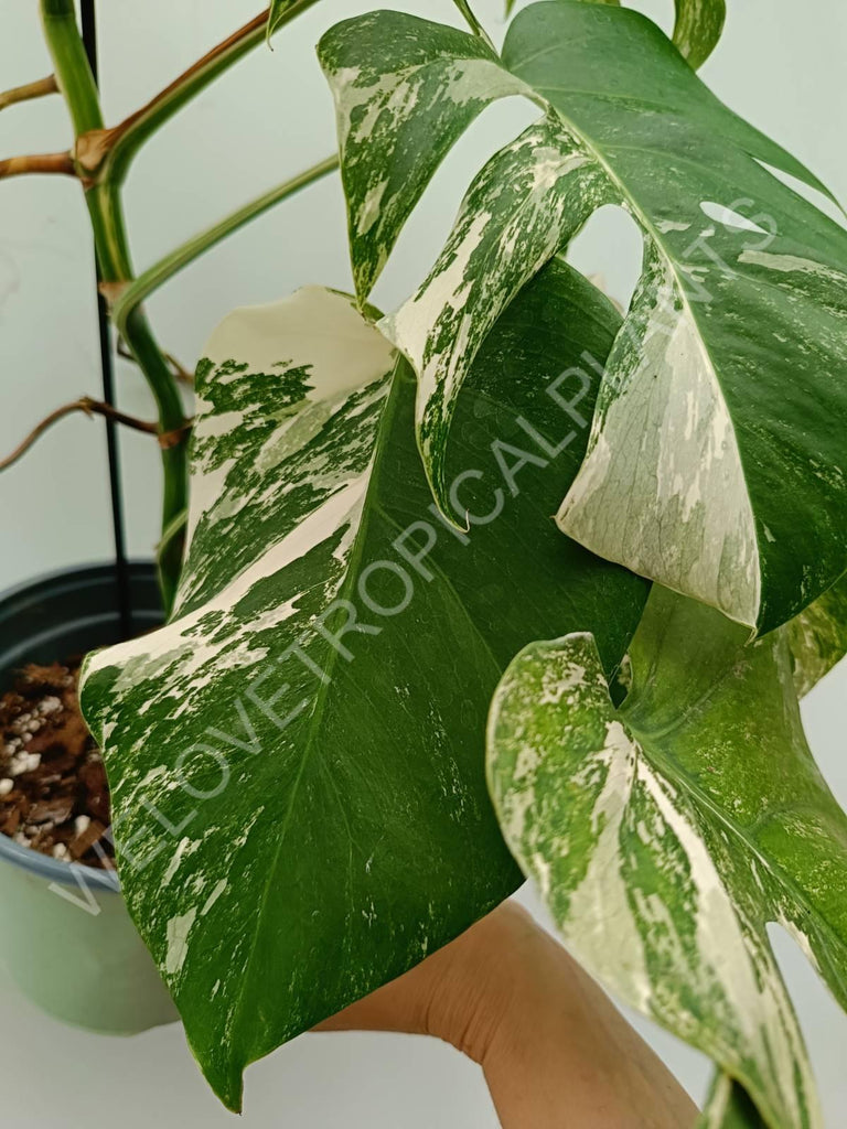 Monstera variegata albo