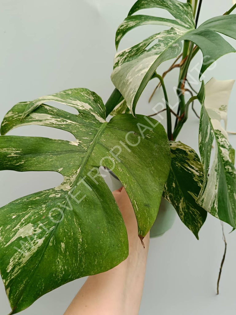 Monstera variegata albo