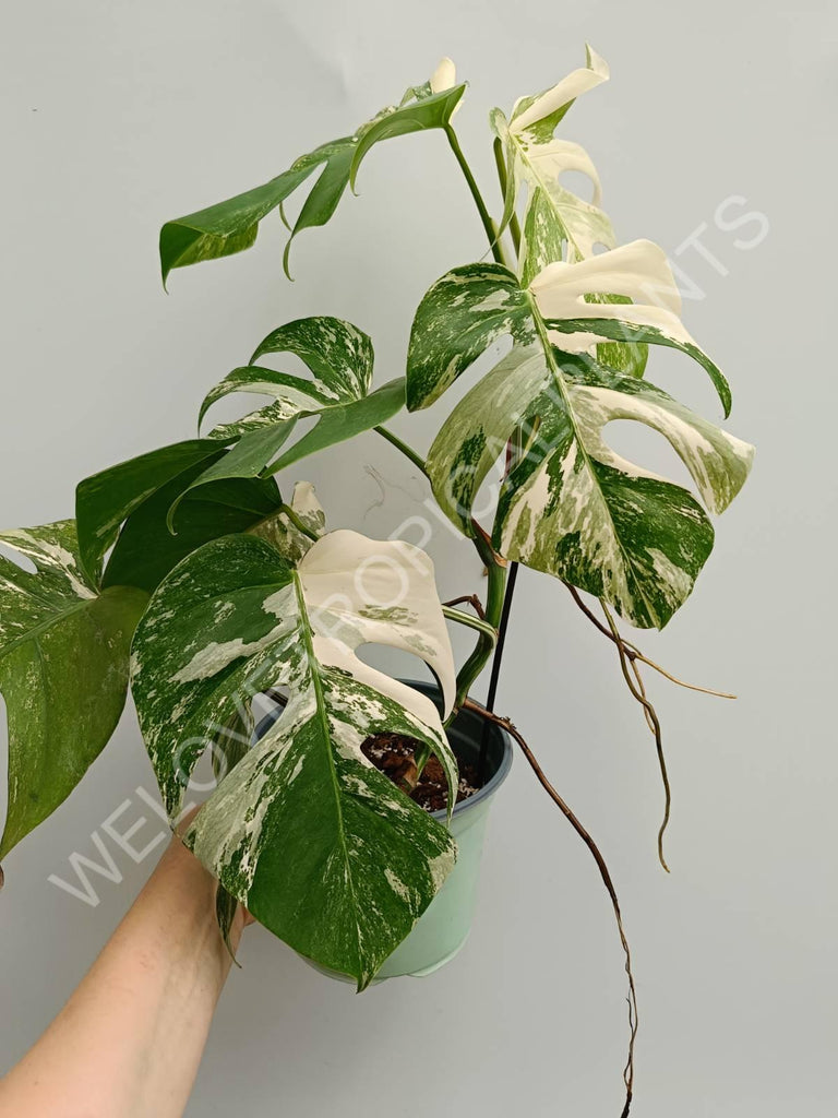 Monstera variegata albo