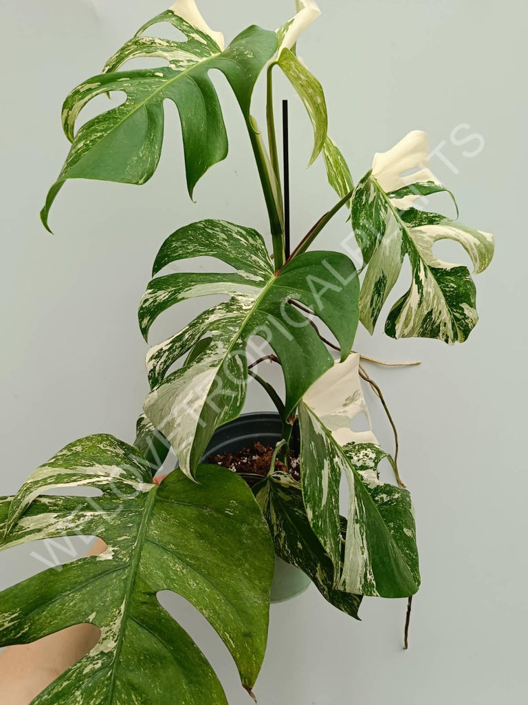 Monstera variegata albo