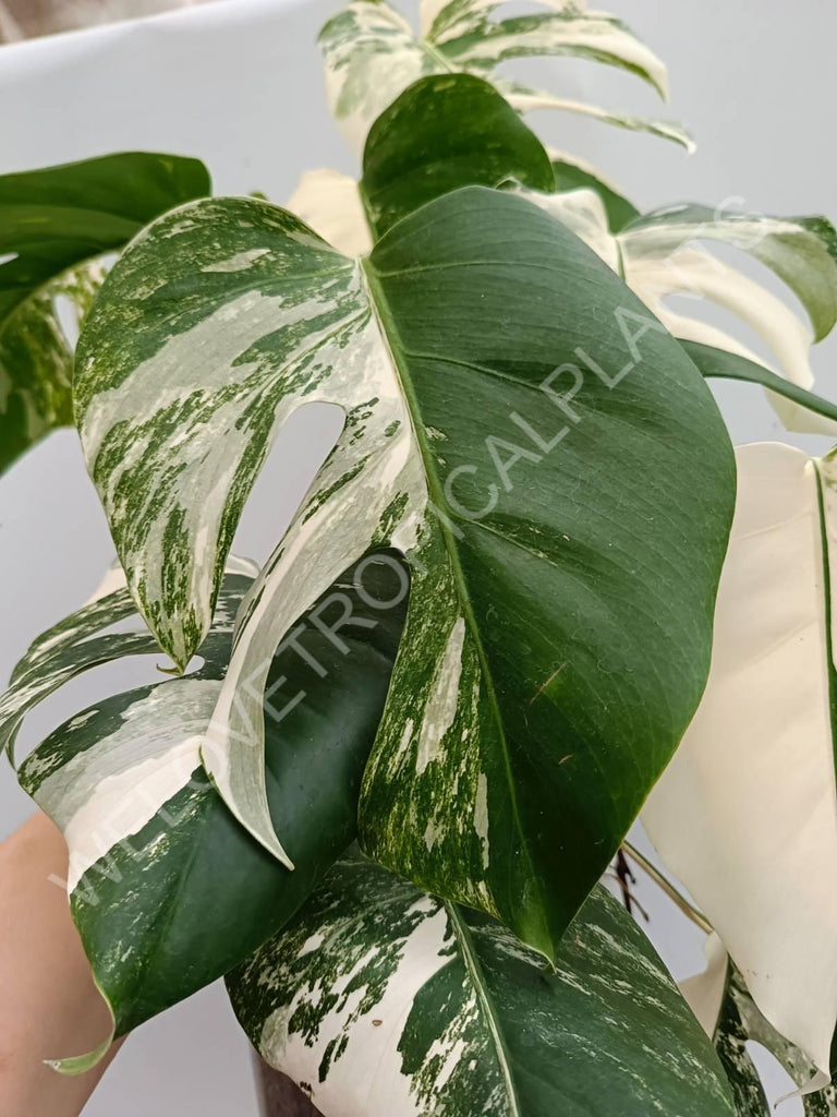 Monstera variegata albo