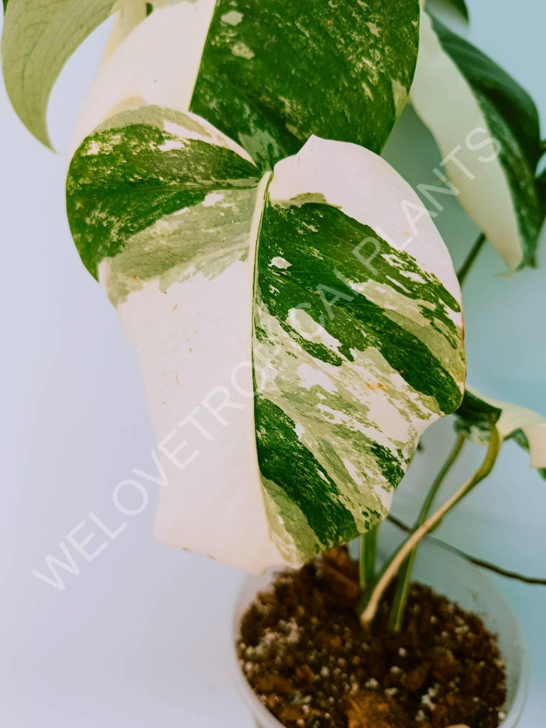 Monstera variegata albo HALFMOON