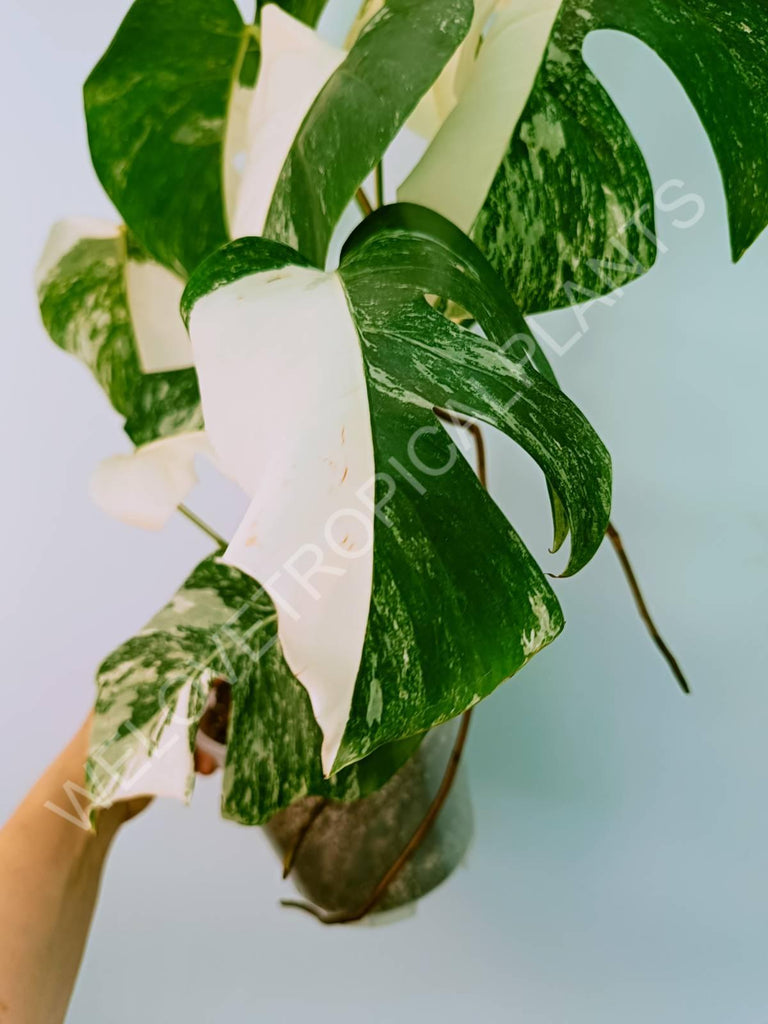 Monstera variegata albo HALFMOON