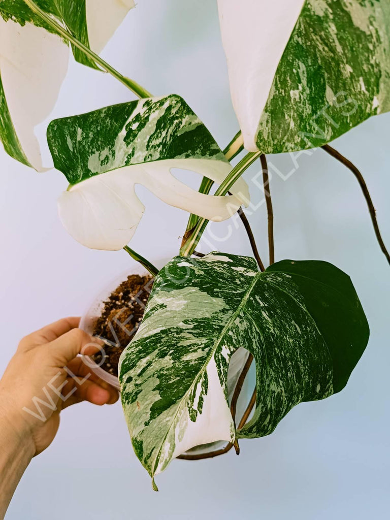 Monstera variegata albo HALFMOON