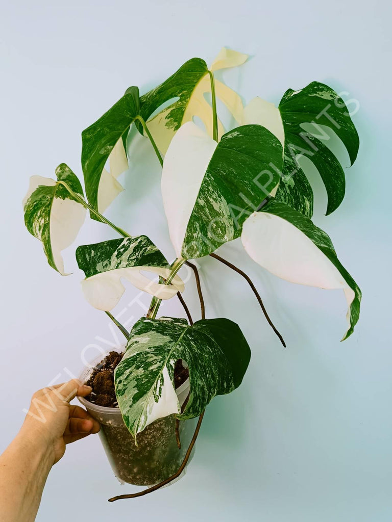 Monstera variegata albo HALFMOON