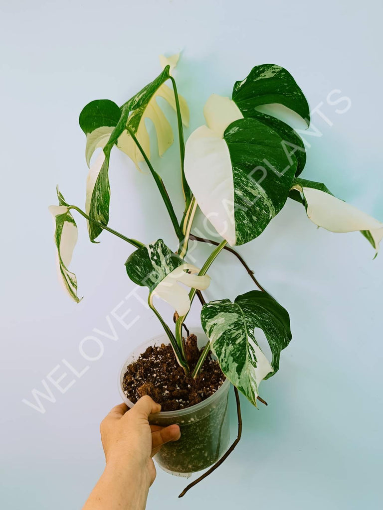 Monstera variegata albo HALFMOON