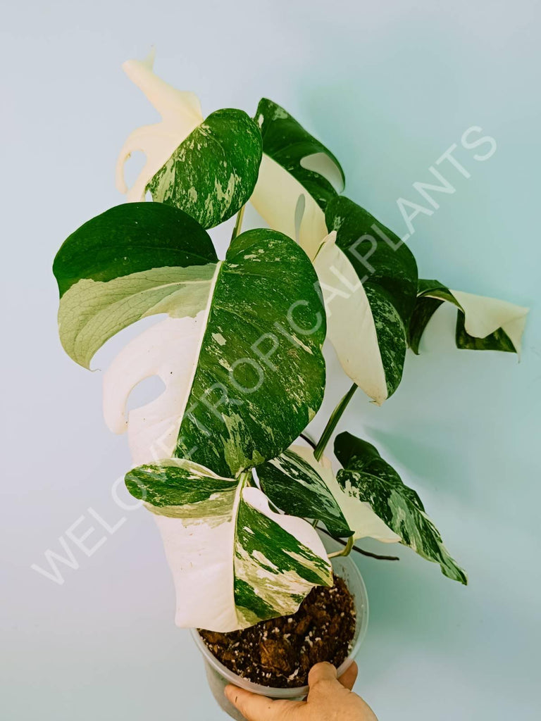 Monstera variegata albo HALFMOON