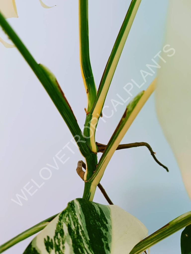 Monstera variegata albo HALFMOON