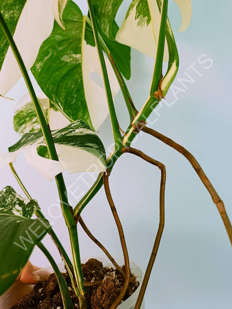 Monstera variegata albo HALFMOON