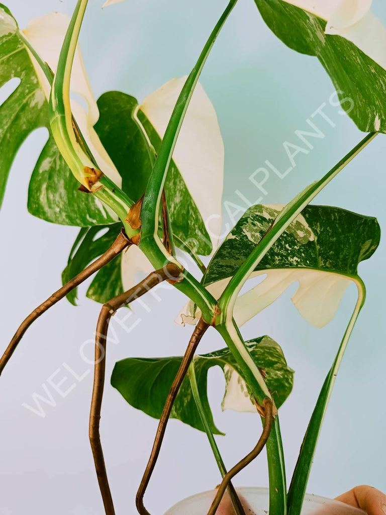 Monstera variegata albo HALFMOON