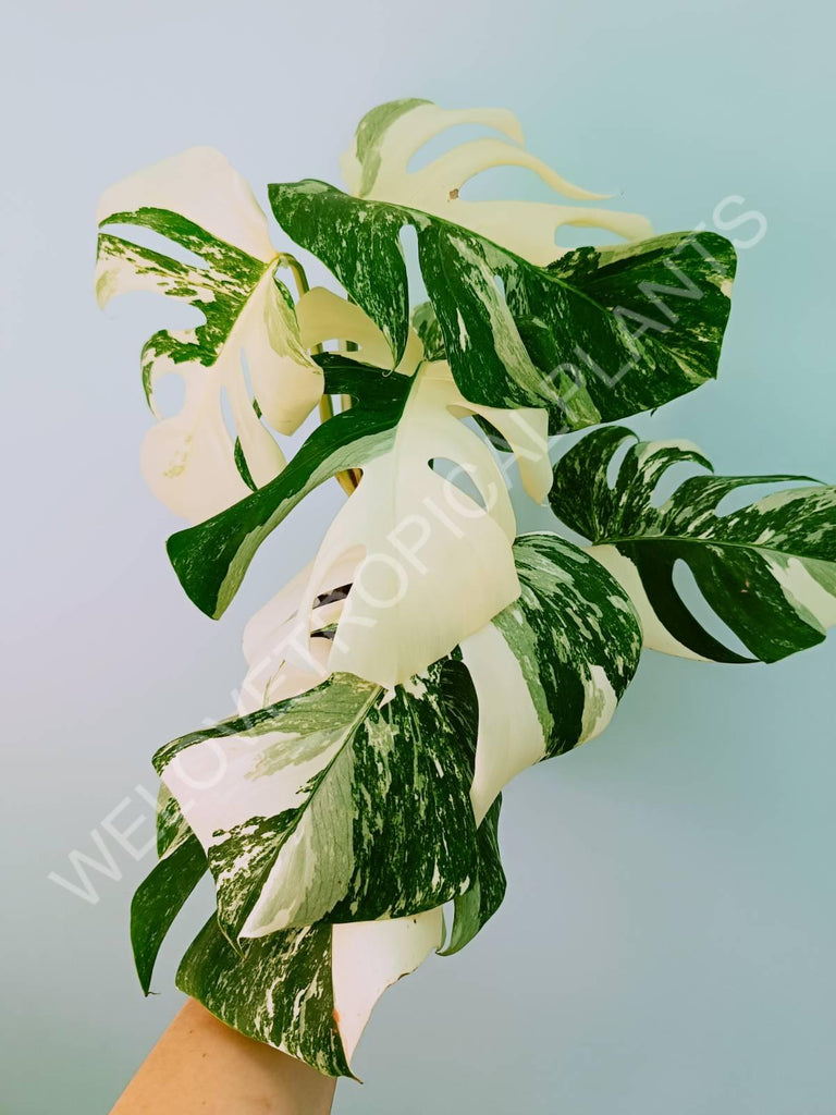 Monstera variegata albo