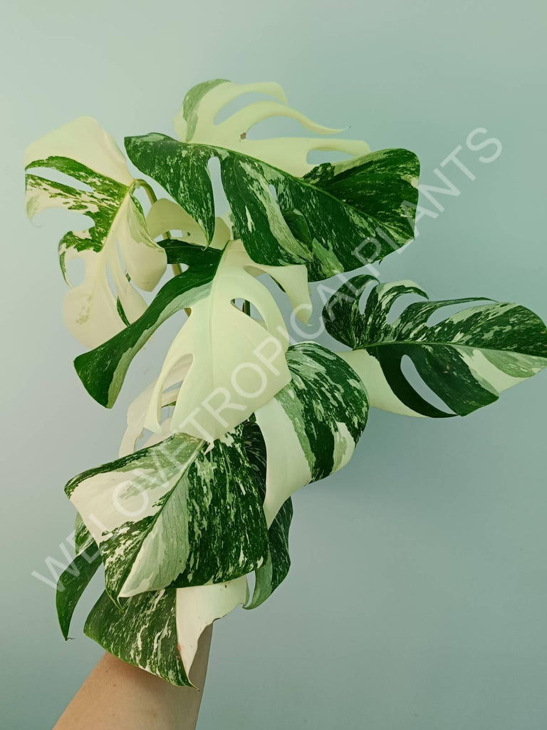 Monstera variegata albo